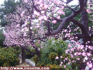 pretty-sakura-300225.jpg
